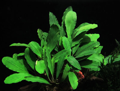 Картинки по запросу bucephalandra sp. gunung betung