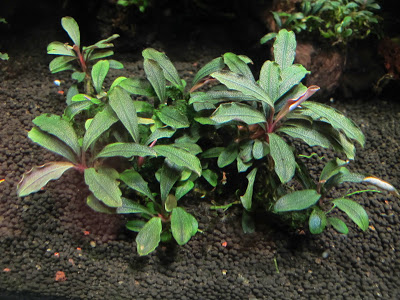 Картинки по запросу Bucephalandra sp. Crimson