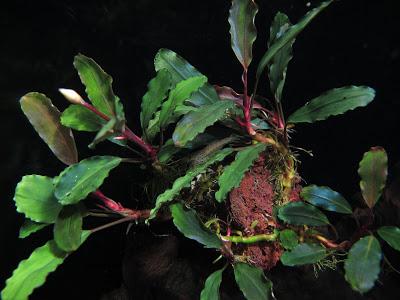 Картинки по запросу bucephalandra sp. theia 9