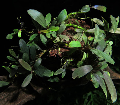 Картинки по запросу Bucephalandra sp. Hyperion Melawi