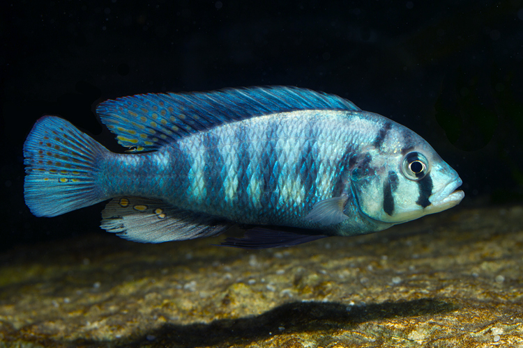 Картинки по запросу Neochromis omnicaeruleus