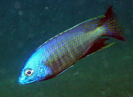 Картинки по запросу Nyassachromis breviceps
