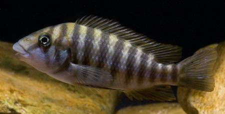 Картинки по запросу Placidochromis macrognathus