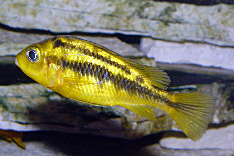 Картинки по запросу Petrochromis spec. 'yellow head'