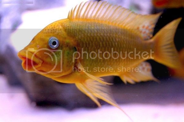 Картинки по запросу Petrochromis spec. 'kasumbe yellow Kala'