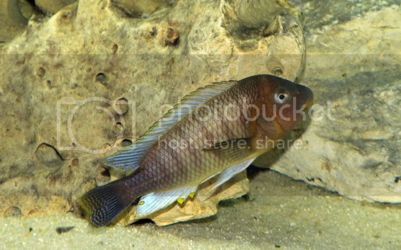 Картинки по запросу Petrochromis famula “Kambwembwe”