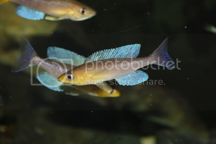 Картинки по запросу Cyprichromis coloratus Kabogo