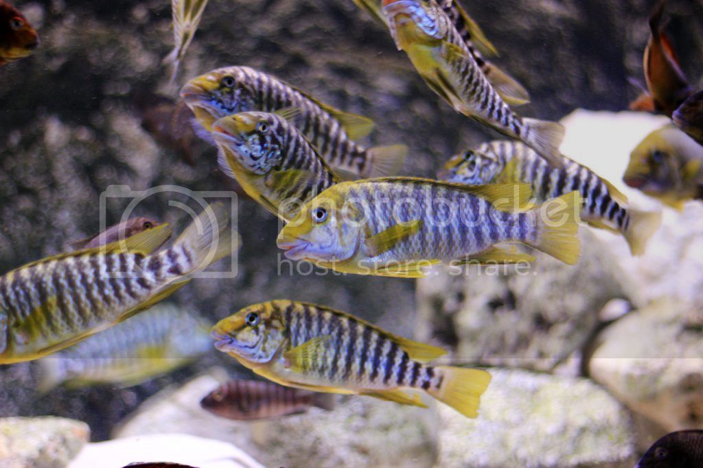 Картинки по запросу Petrochromis macrognathus "Katete"