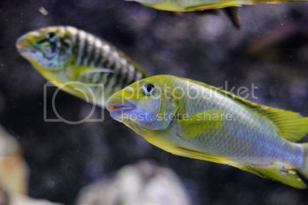 Картинки по запросу Petrochromis macrognathus "Katete"