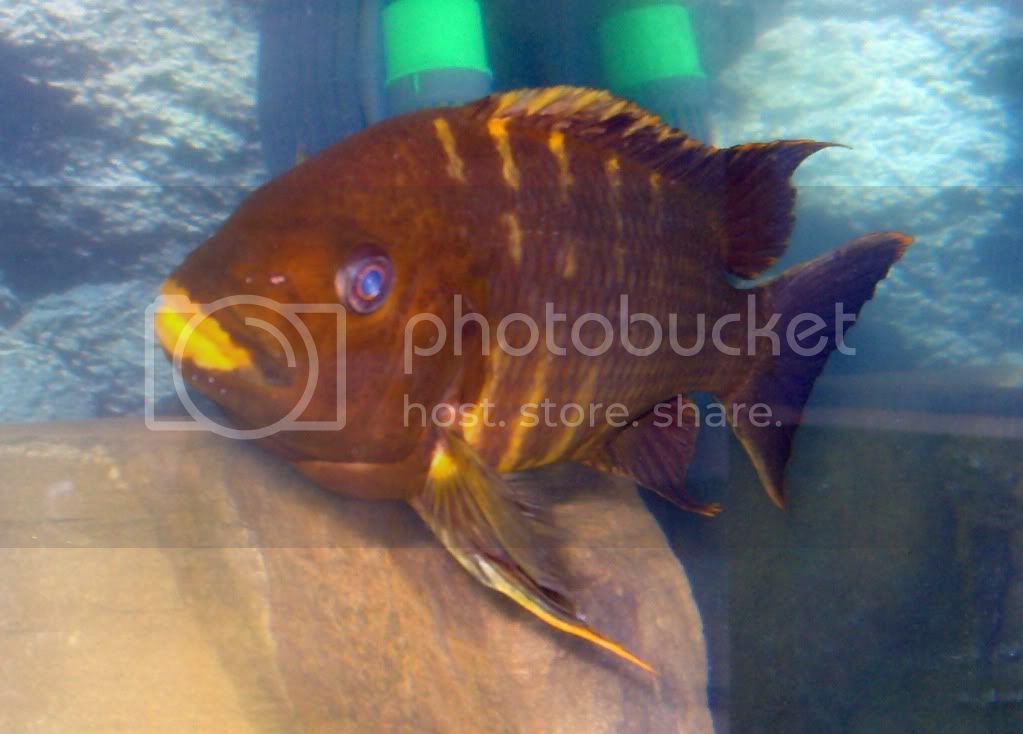 Картинки по запросу Petrochromis sp. Kipili Brown "Kisambala"