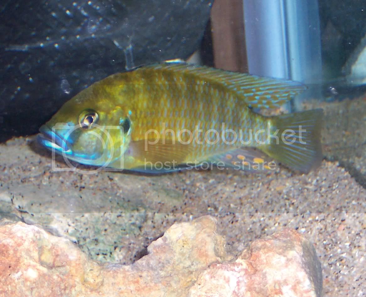 Картинки по запросу thoracochromis demeusii-фото