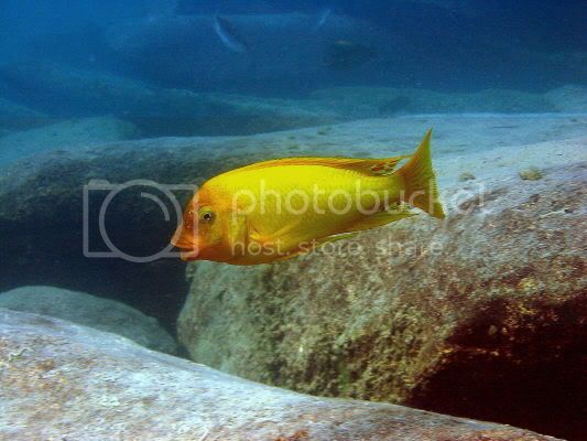 Картинки по запросу Petrochromis sp. Moshi "Golden Mpimbwe"