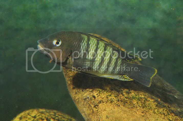 Картинки по запросу Petrochromis famula “Chimba”
