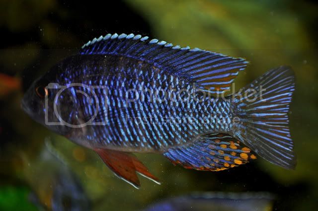 Картинки по запросу nyassachromis purpurans mbamba bay