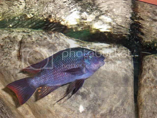 Картинки по запросу Petrochromis spec. 'red fin Longola'