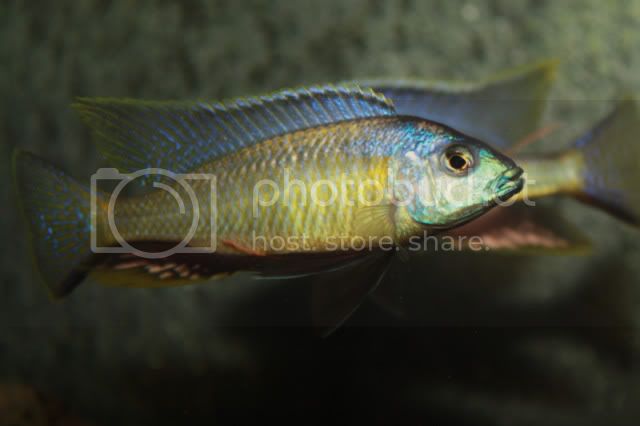Картинки по запросу Nyassachromis leuciscus