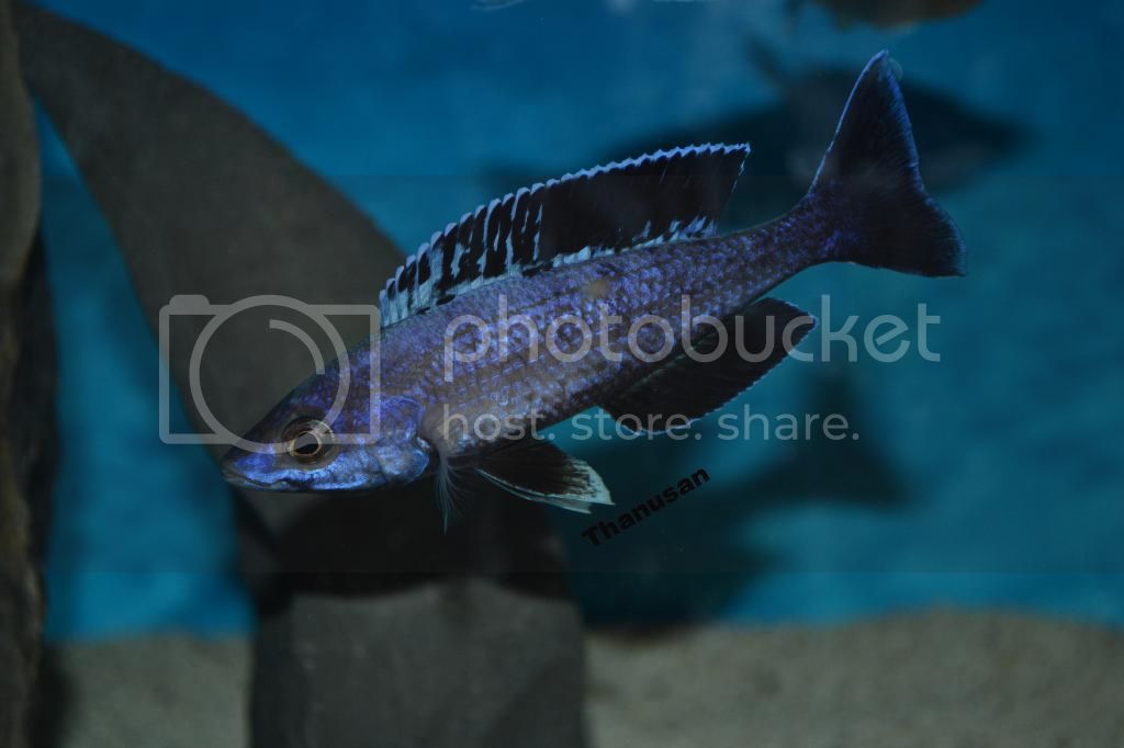 Картинки по запросу Cyprichromis Moba