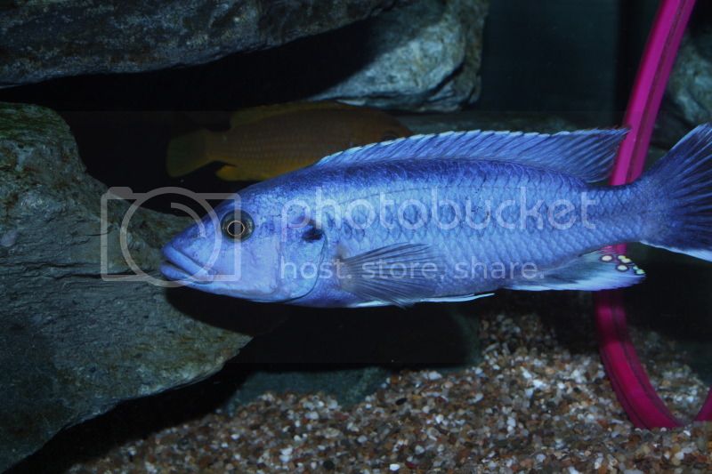 Картинки по запросу melanochromis kaskazini