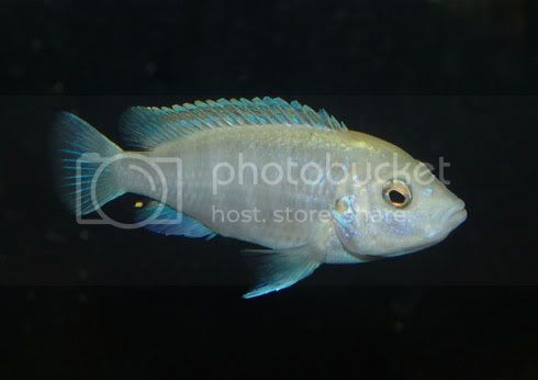 Картинки по запросу labidochromis chisumulae