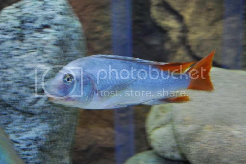Картинки по запросу Petrochromis sp. Texas