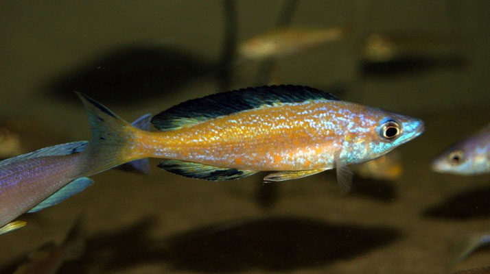 Картинки по запросу Cyprichromis sp. ''Dwarf Jumbo'' Kigoma