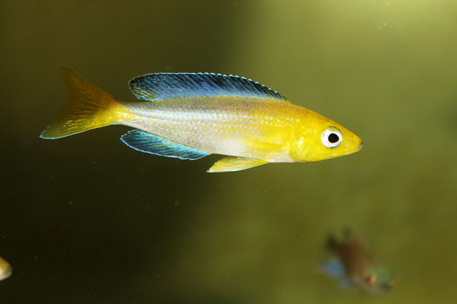 Картинки по запросу cyprichromis microlepidotus bemba