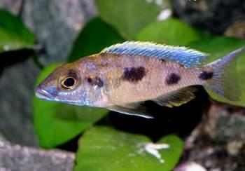 Картинки по запросу Placidochromis nigribarbis