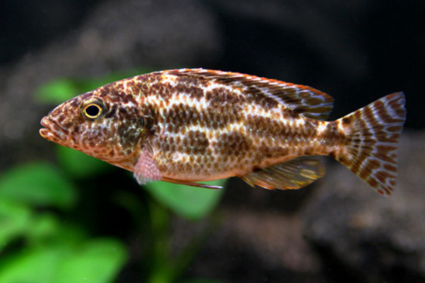 Картинки по запросу nimbochromis linni