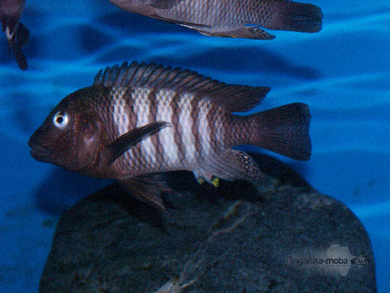Картинки по запросу Petrochromis famula 'kaiser'