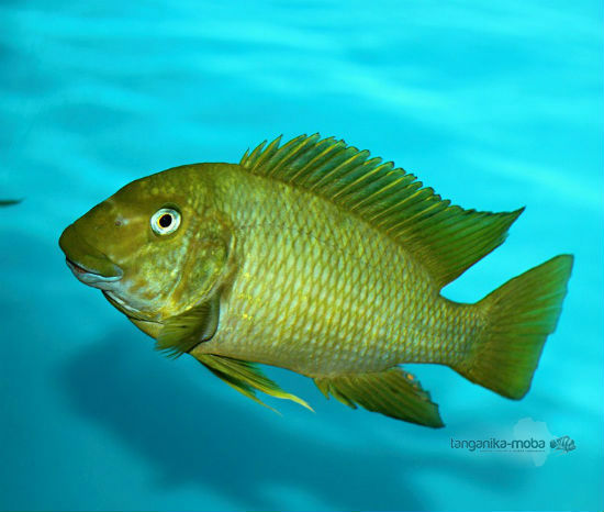 Картинки по запросу Petrochromis spec. 'texas green'