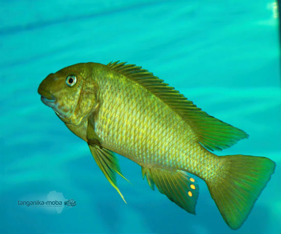 Картинки по запросу Petrochromis spec. 'texas green'
