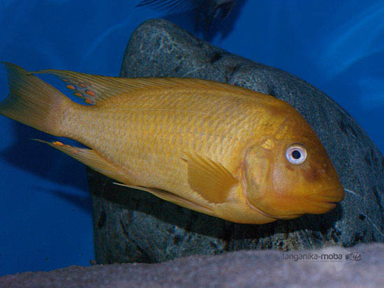 Картинки по запросу Petrochromis sp. Gold “Kiku”