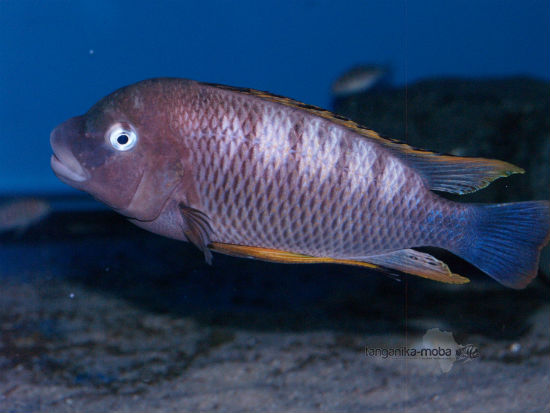 Картинки по запросу Petrochromis famula 'Kigoma'