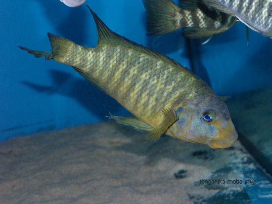 Картинки по запросу Petrochromis polyodon 'Isanga'