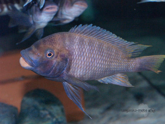 Картинки по запросу Petrochromis sp. Jumbo Blue.