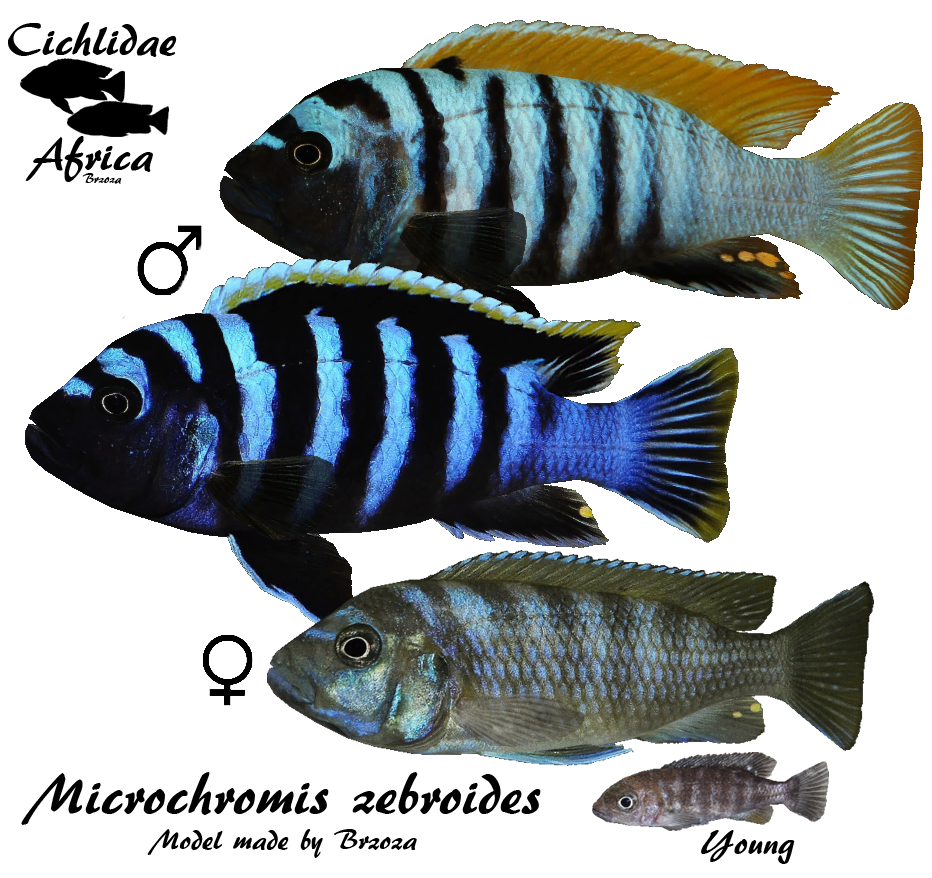 Картинки по запросу microchromis zebroides