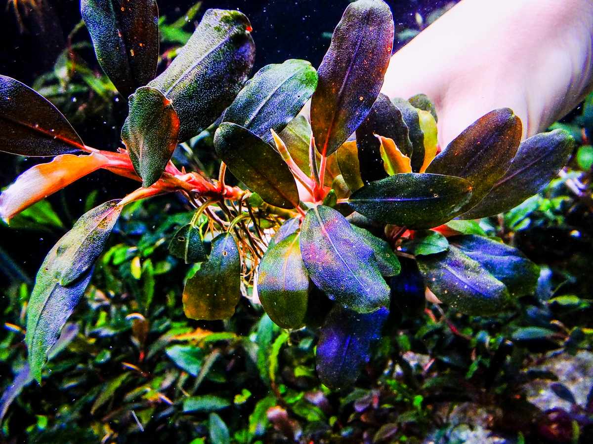 Картинки по запросу Bucephalandra sp. Aurora Blue-фото