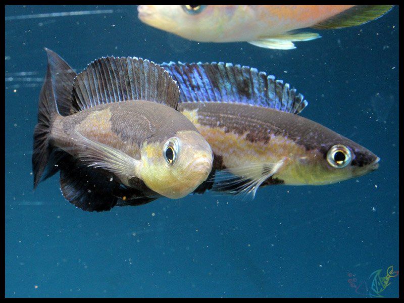 Картинки по запросу cyprichromis microlepidotus bemba