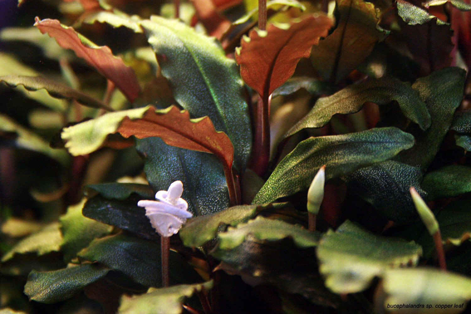Картинки по запросу bucephalandra sp. copper leaf melawi west kalimantan