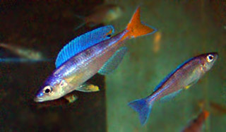 Картинки по запросу Cyprichromis leptosoma 'Utinta red teil'