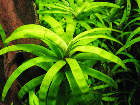Эйхорния разнолистная (Eichornia diversifolia).  Аквариумные растения. Описание растений