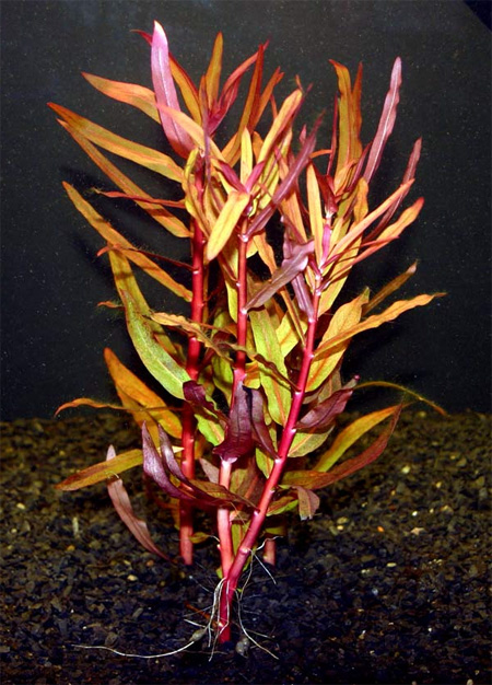 Аммания изящная, Аммания грацилис (Ammannia gracilis).  Аквариумные растения. Описание растений