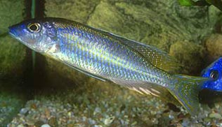 Картинки по запросу Placidochromis longirostris