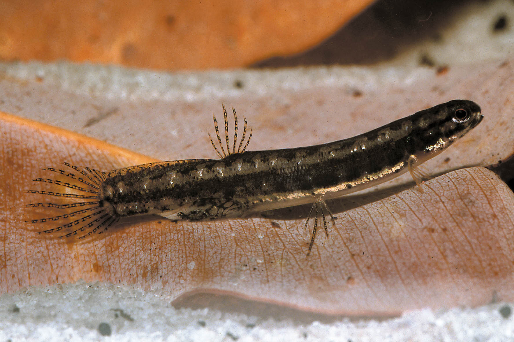 Картинки по запросу lepidogalaxias salamandroides