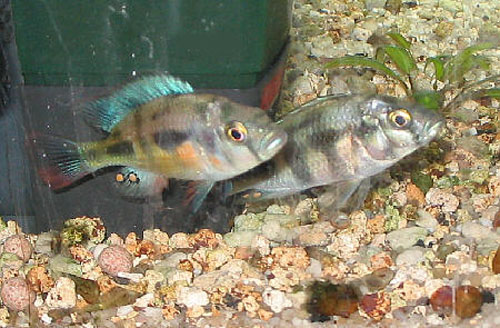 Картинки по запросу Haplochromis macrops