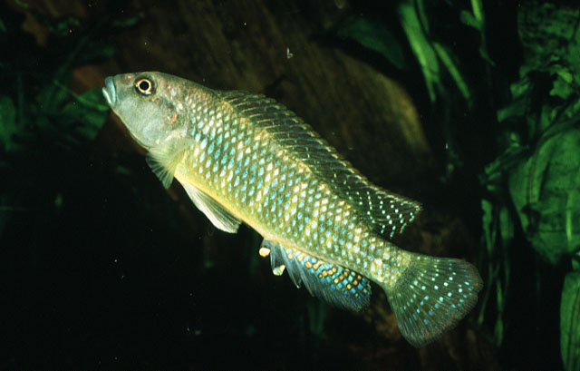Картинки по запросу Orthochromis mazimeroensis