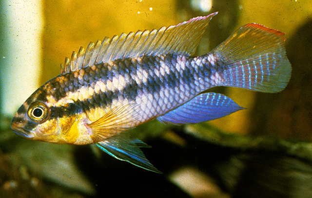 Картинки по запросу Orthochromis kalungwishiensis