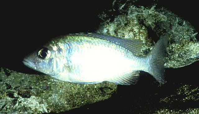 Картинки по запросу placidochromis tokolosh