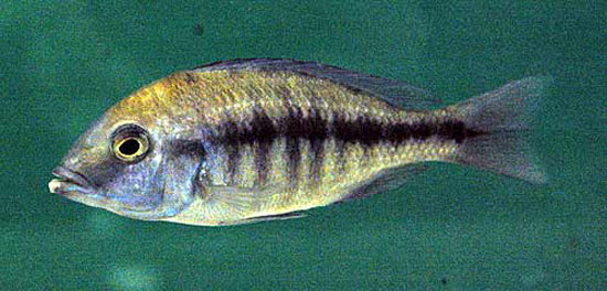 Картинки по запросу Placidochromis macroceps