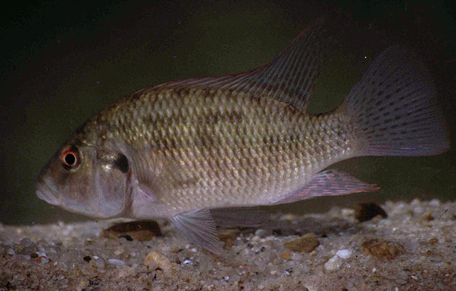 Картинки по запросу Sargochromis giardi